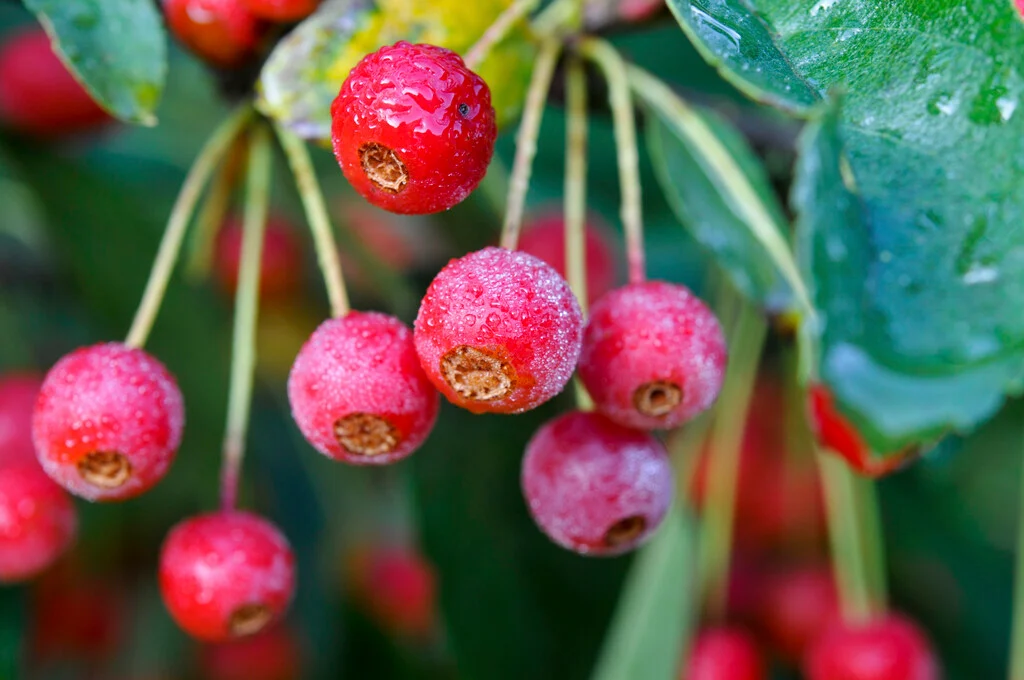 Sargent Crabapple